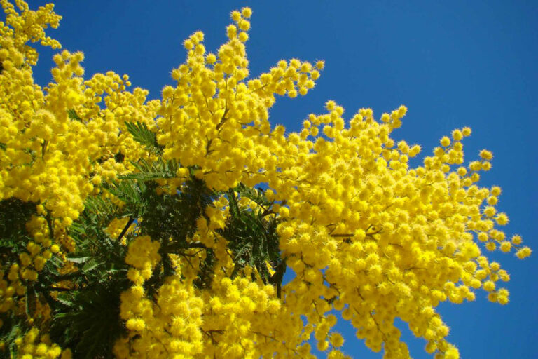 Festa della donna